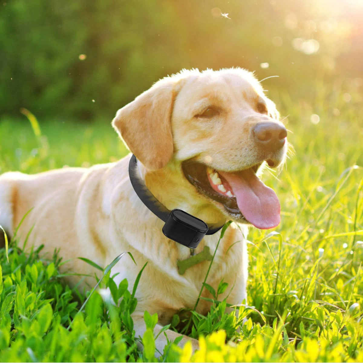 Electric Dog Fence System with 2 Collars T5742
