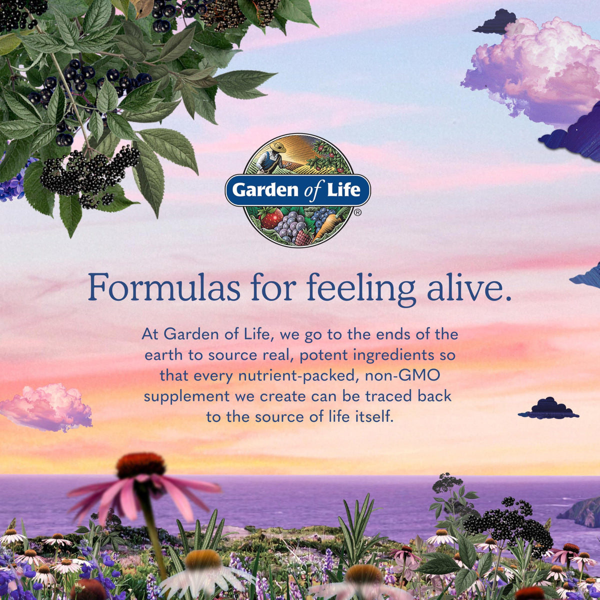 Organic Ashwagandha with Probiotics & Ginger O2040